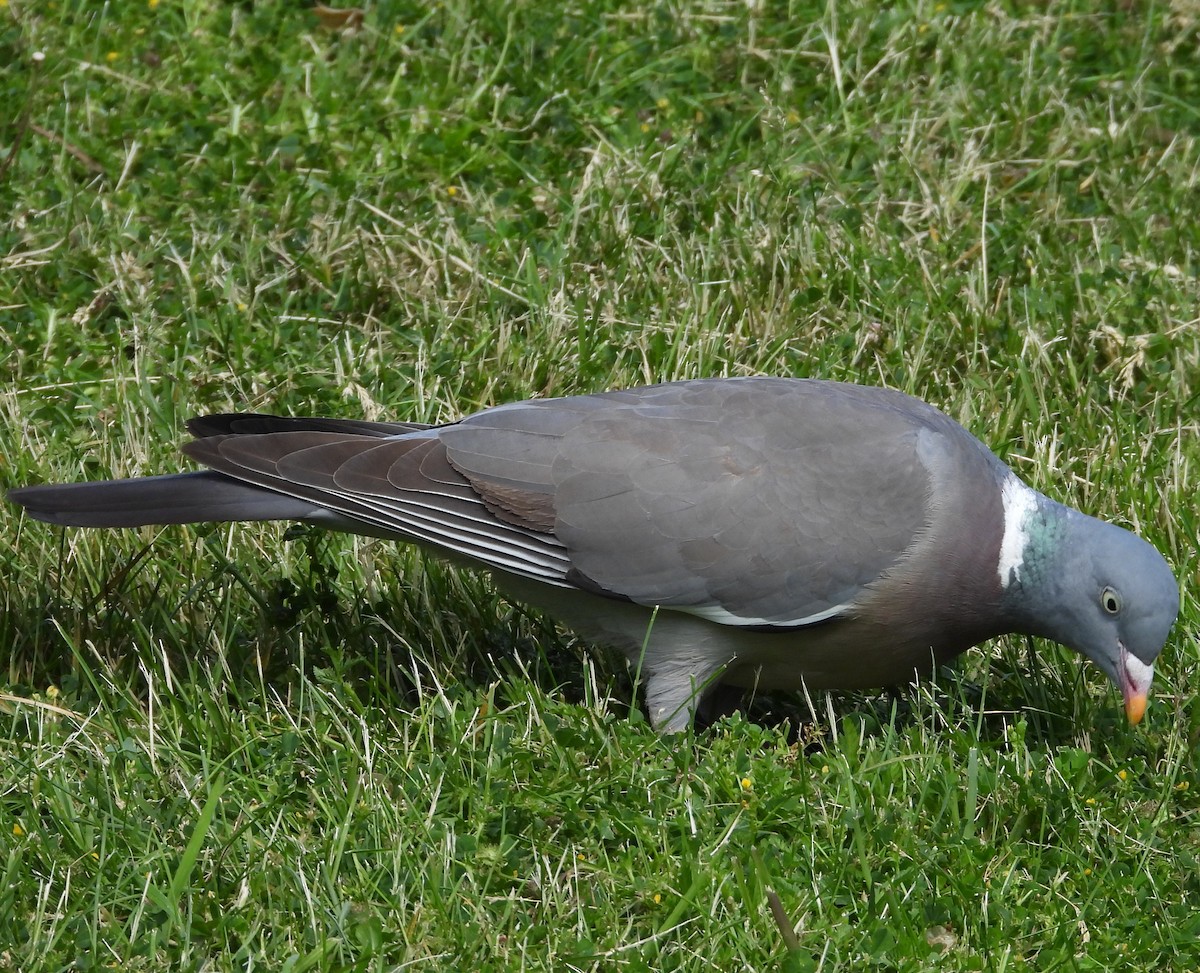 Common Wood-Pigeon - ML618325902