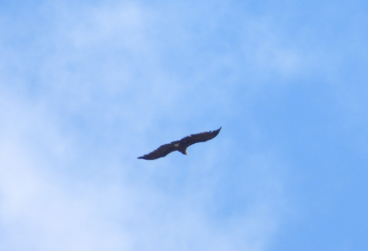 Cinereous Vulture - ML618325941
