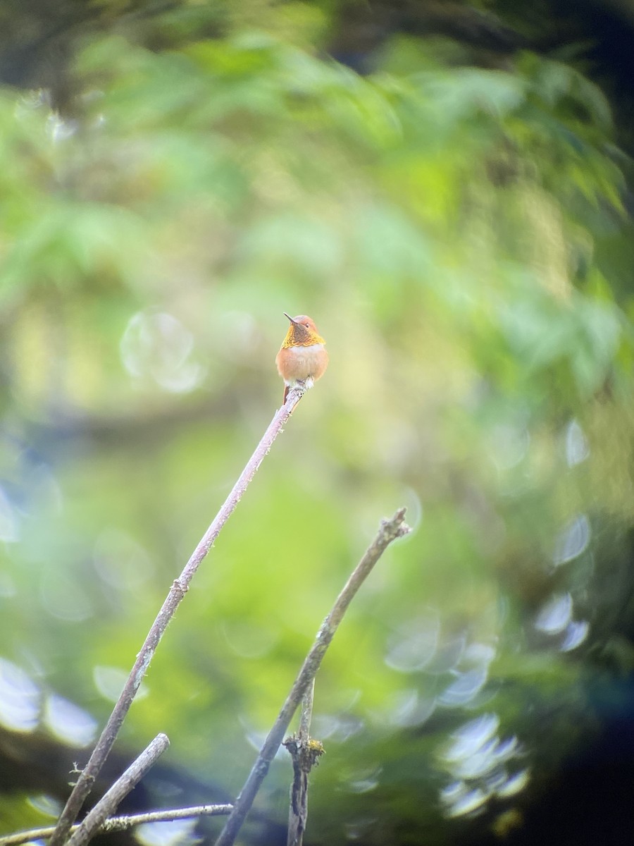 Rufous Hummingbird - ML618325964