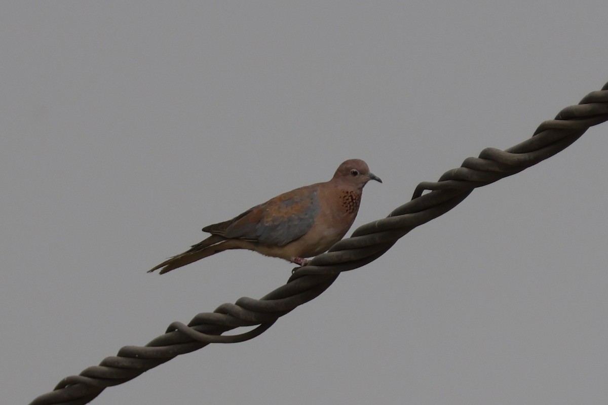 Laughing Dove - ML618325999