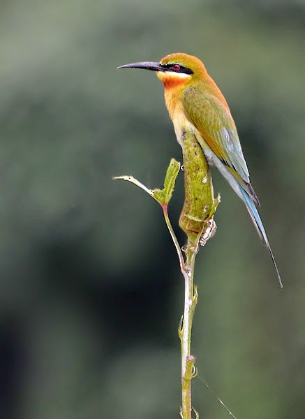 Blue-tailed Bee-eater - ML61832601