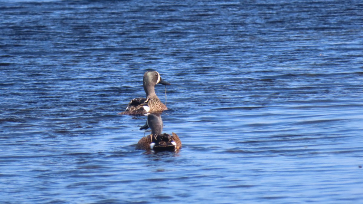 Blue-winged Teal - ML618326010