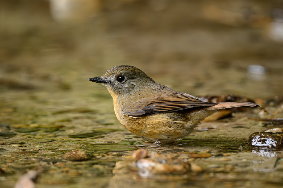 Pale-chinned Flycatcher - ML618326055
