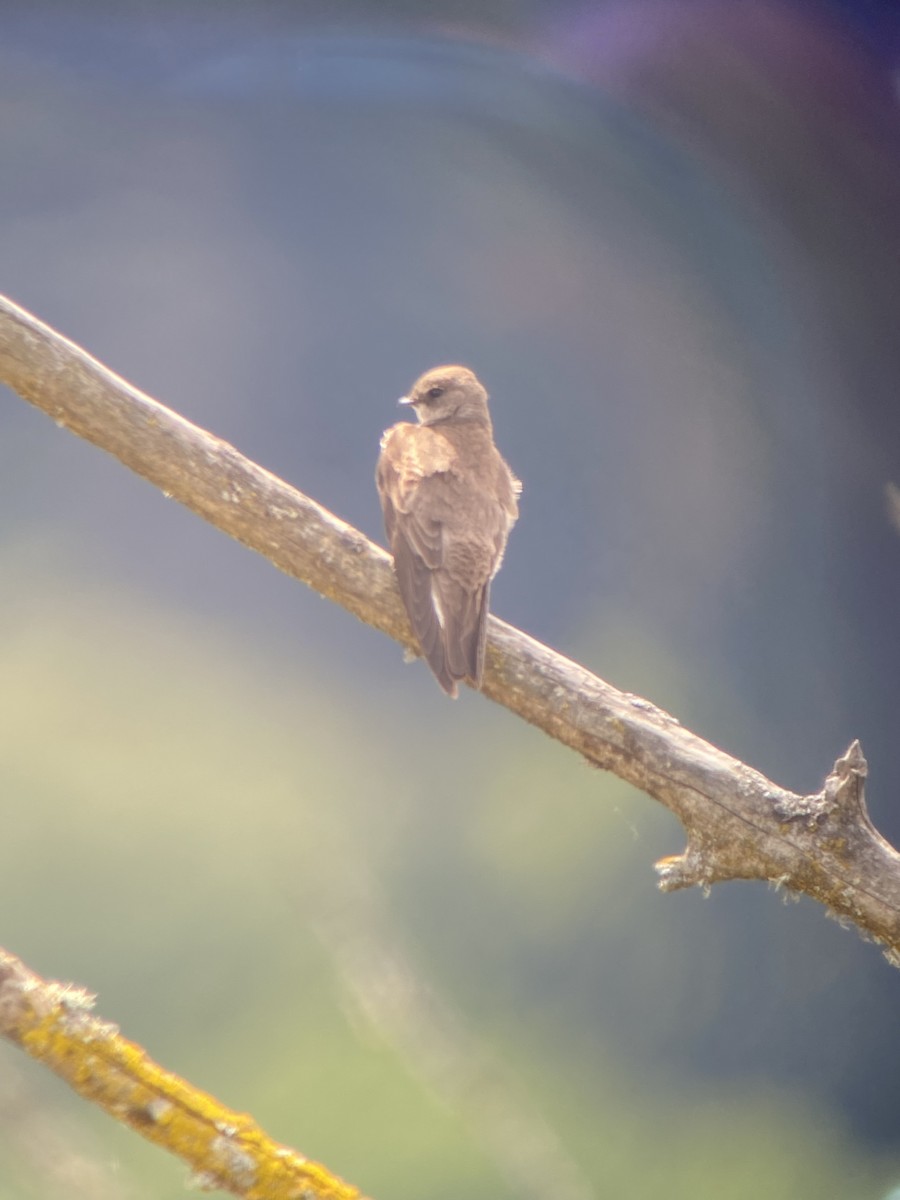 Northern Rough-winged Swallow - ML618326059