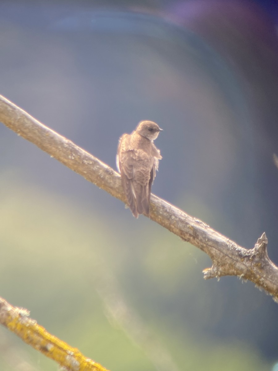 Northern Rough-winged Swallow - ML618326060