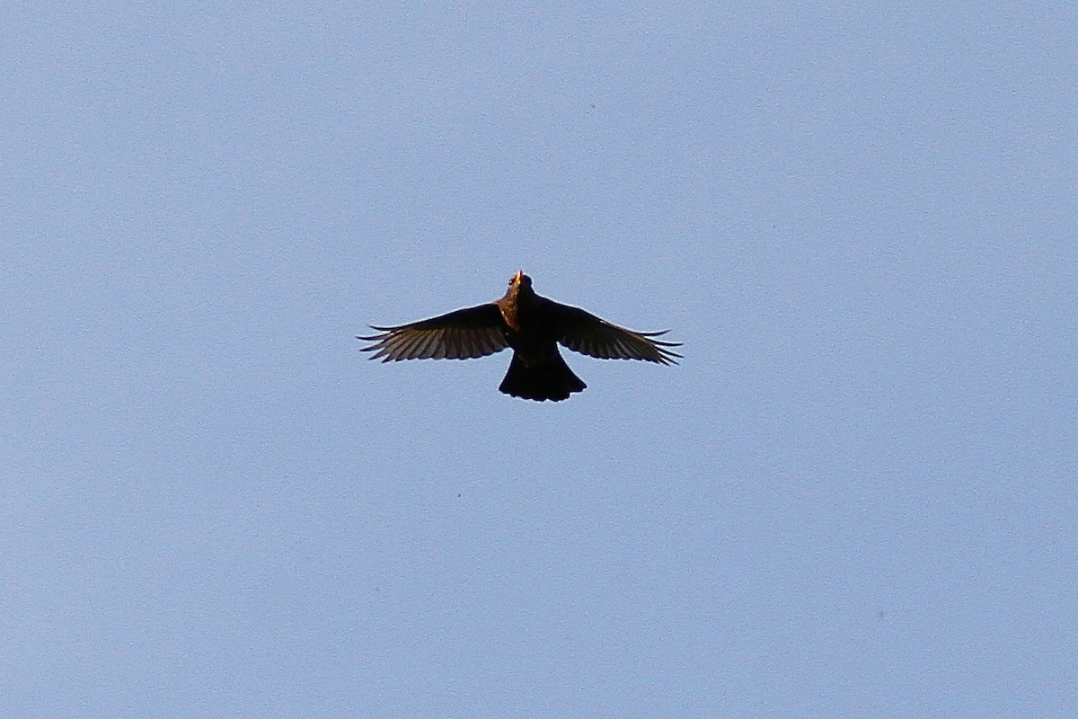 Eurasian Blackbird - ML618326080