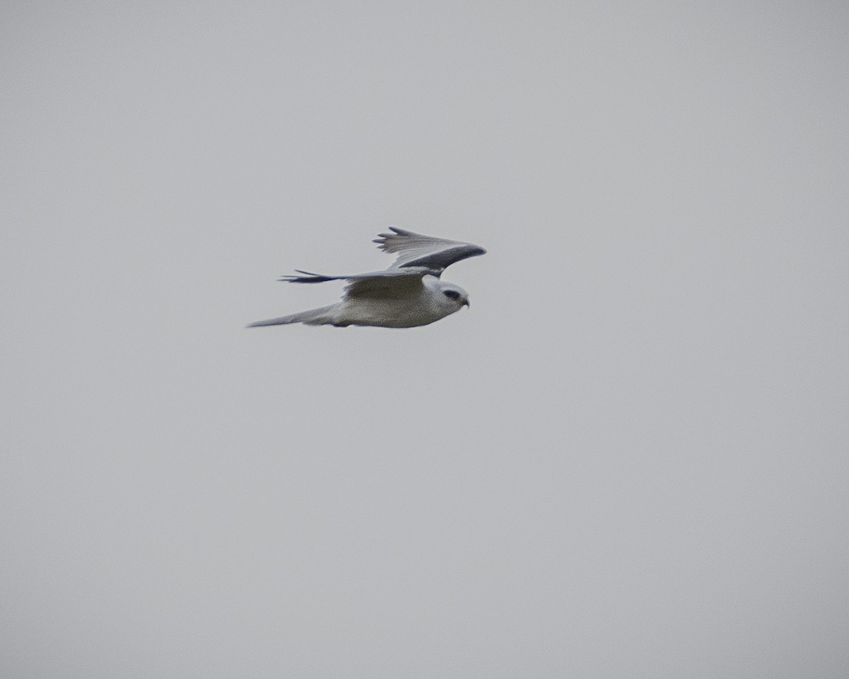 White-tailed Kite - ML618326082