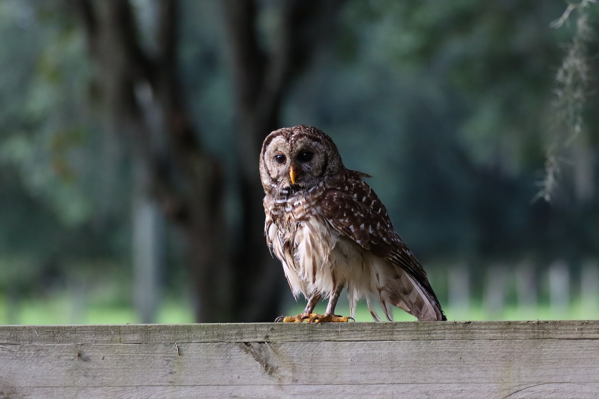 Barred Owl - ML618326104