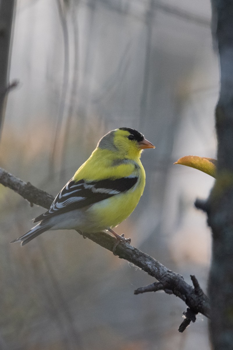 American Goldfinch - Philippe Hénault