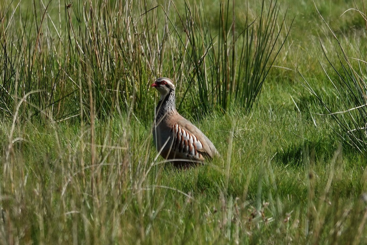 Red-legged Partridge - Toby Holmes