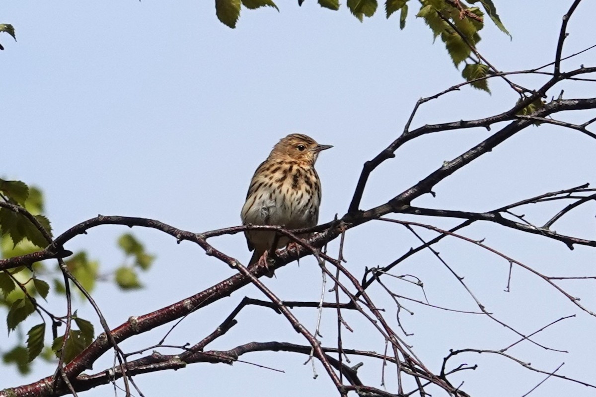 Tree Pipit - Toby Holmes