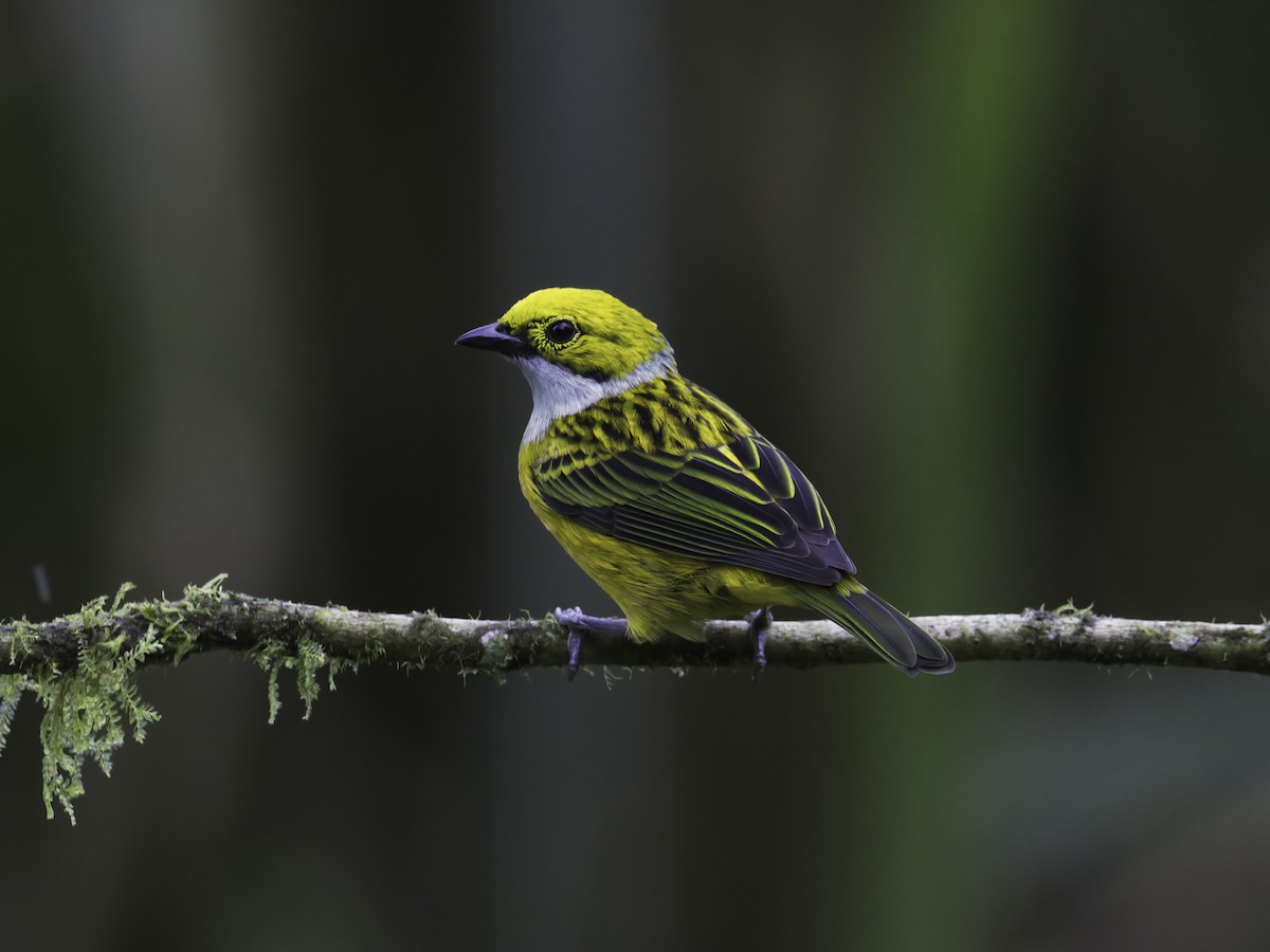 Silver-throated Tanager - ML618326158