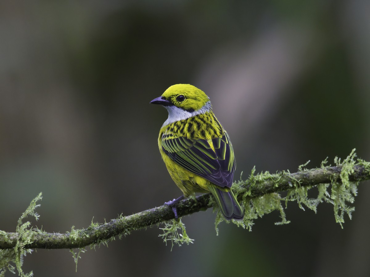 Silver-throated Tanager - ML618326159