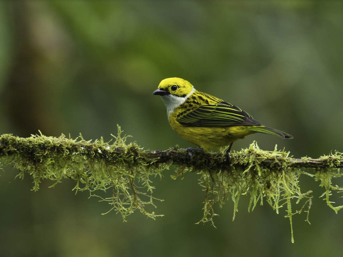 Silver-throated Tanager - Alex Mesquita