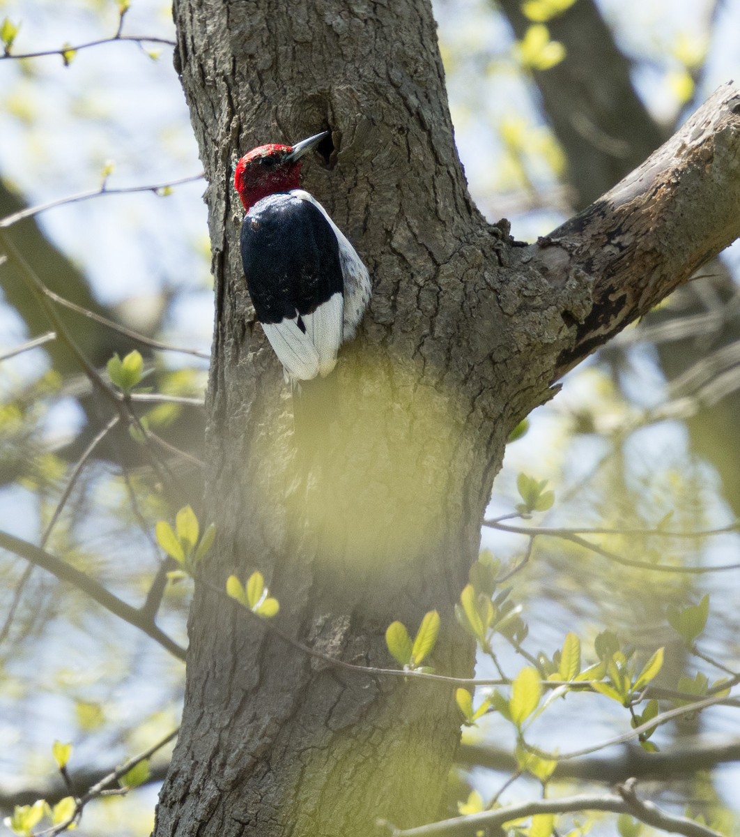 Red-headed Woodpecker - Kim  Garrison