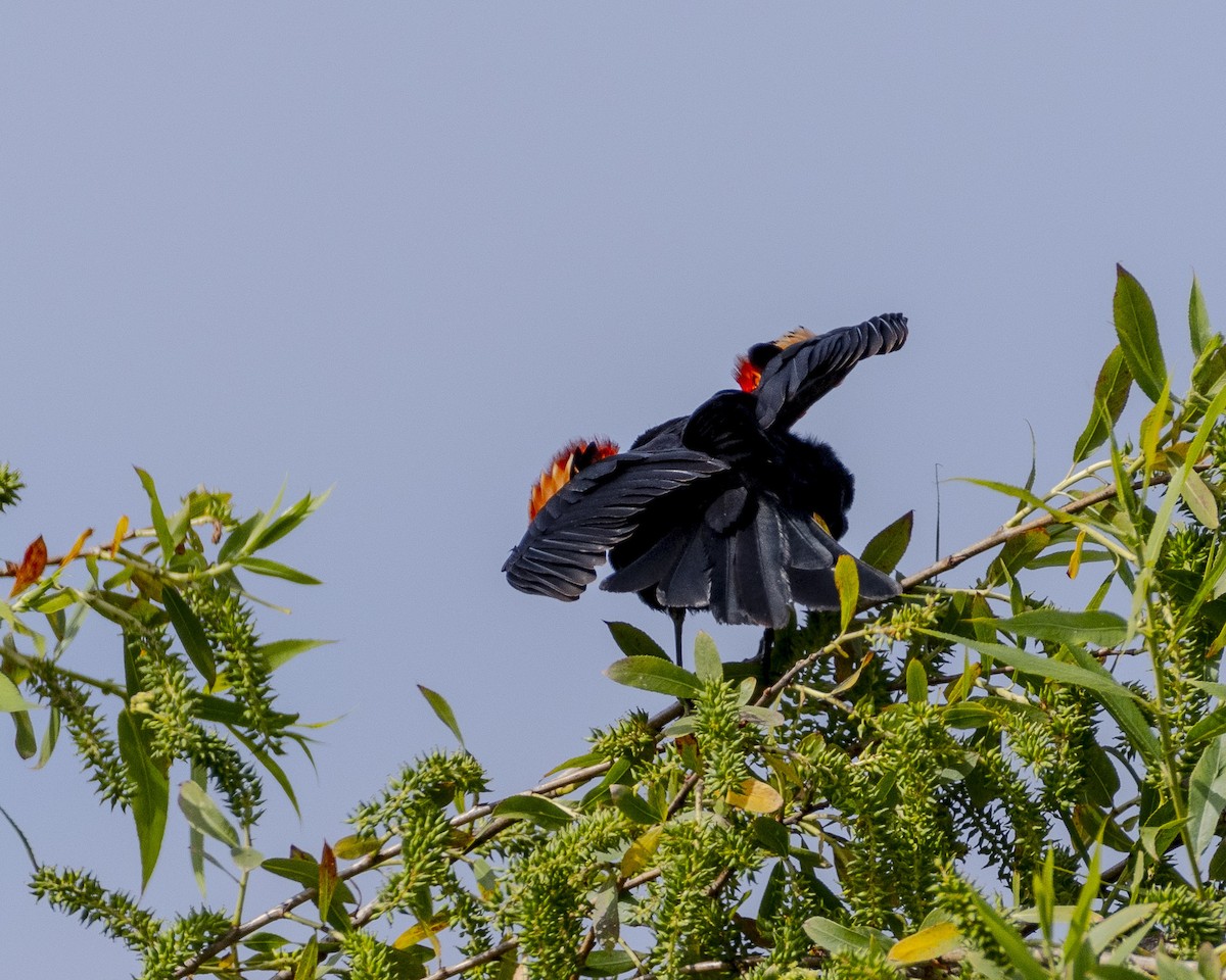 Red-winged Blackbird - ML618326232