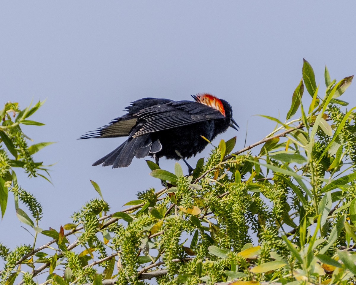 Red-winged Blackbird - ML618326233