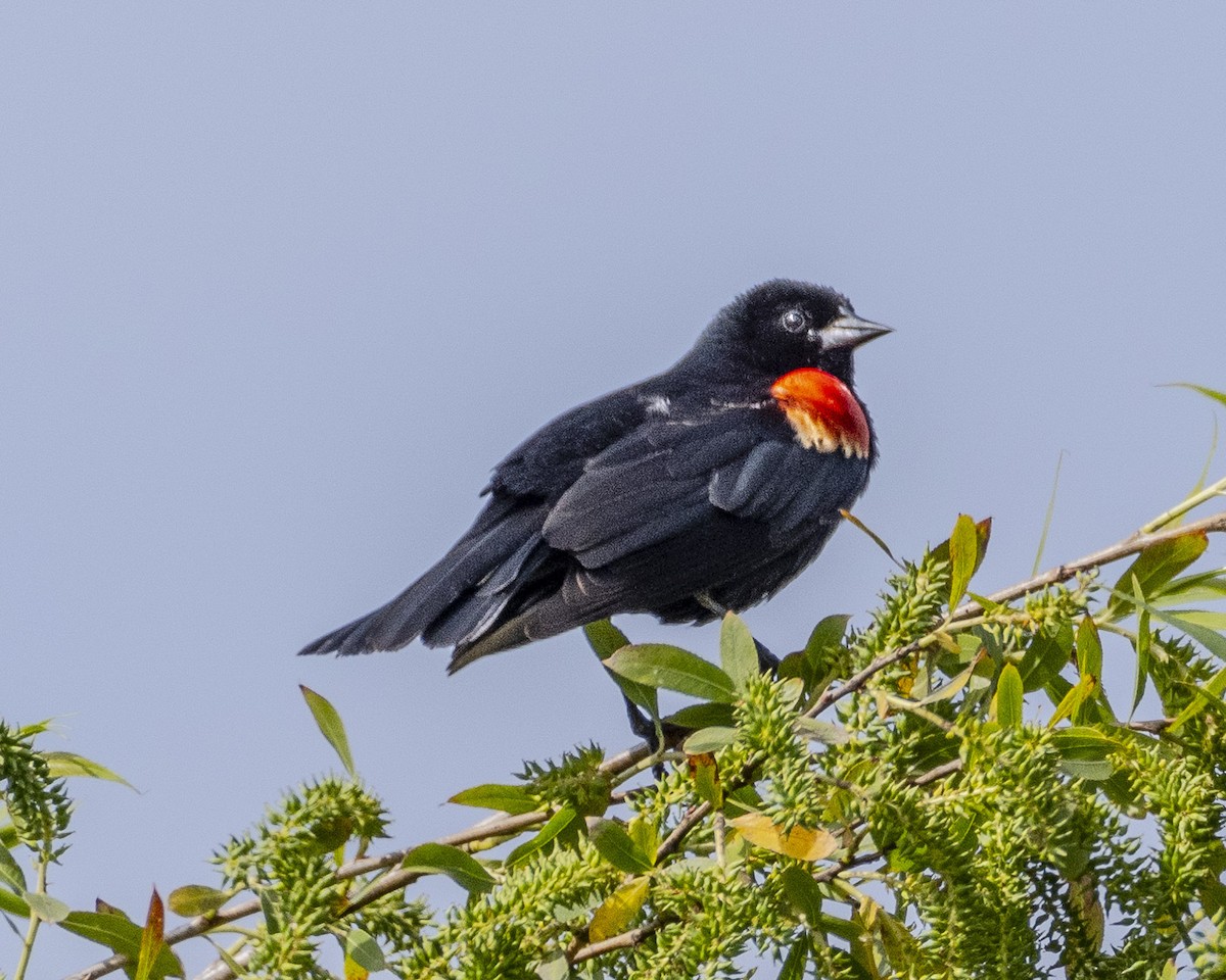 Red-winged Blackbird - ML618326234