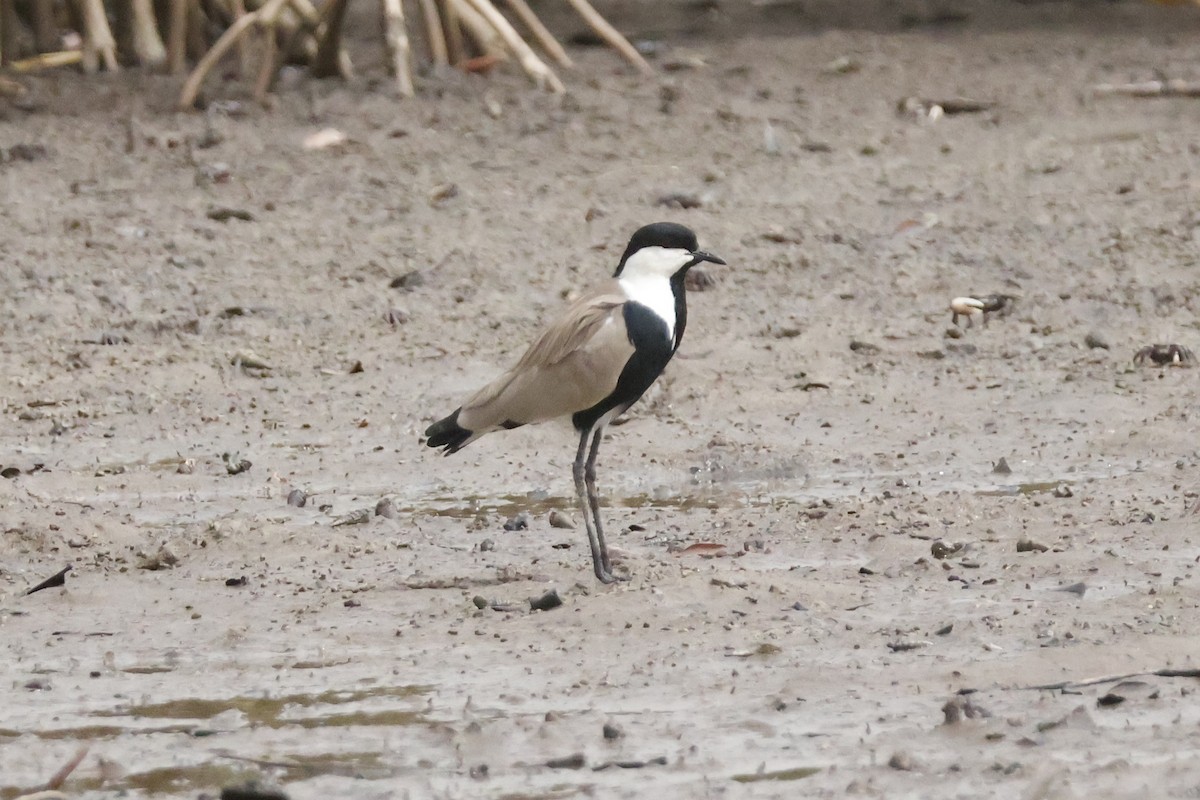 Spur-winged Lapwing - ML618326242