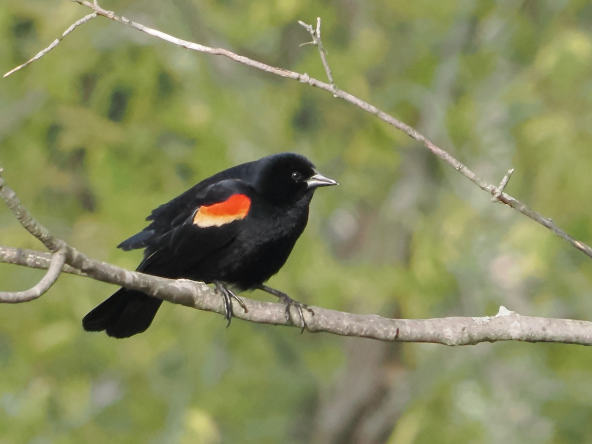 Red-winged Blackbird - ML618326247