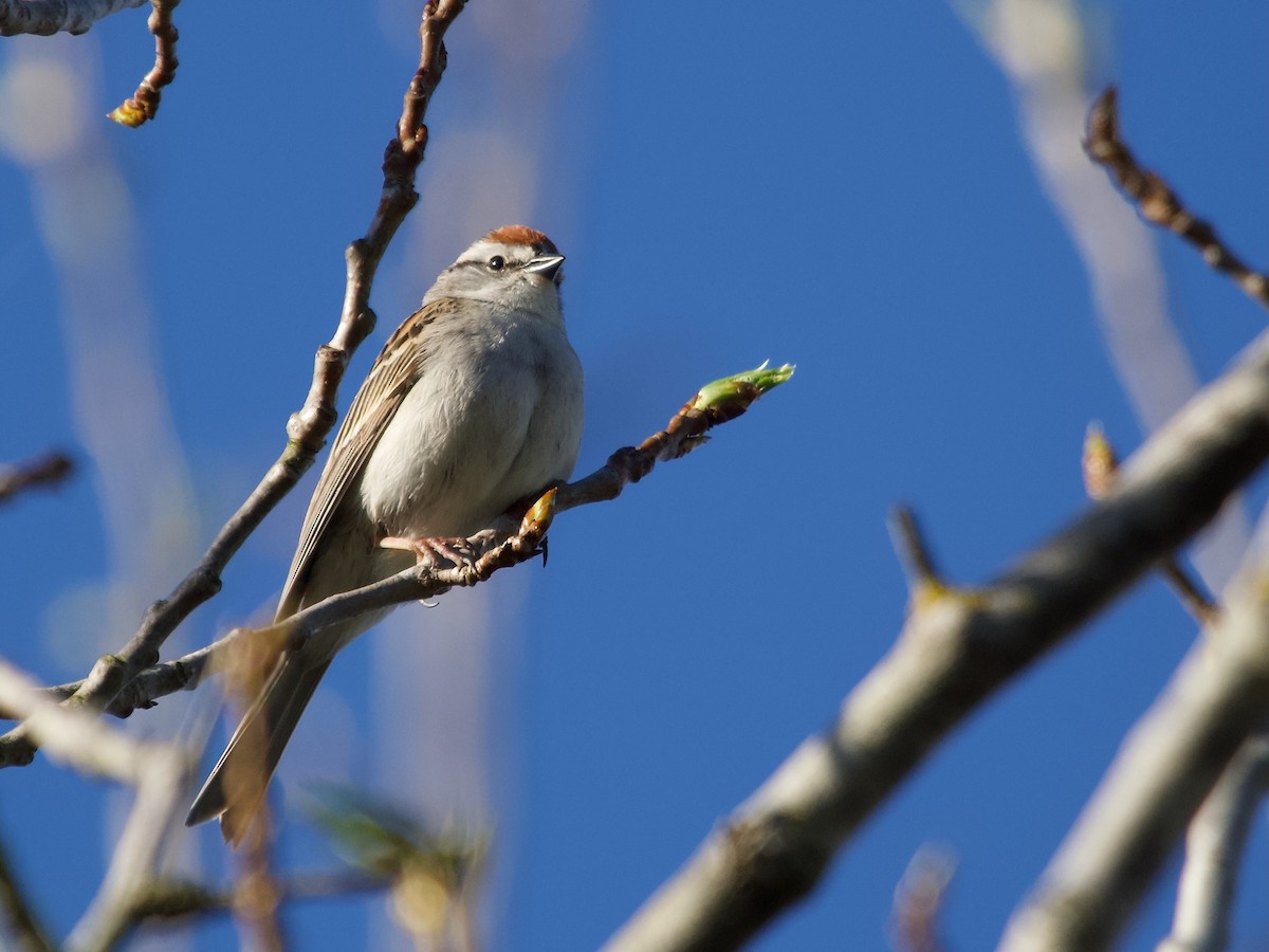 Chipping Sparrow - ML618326253