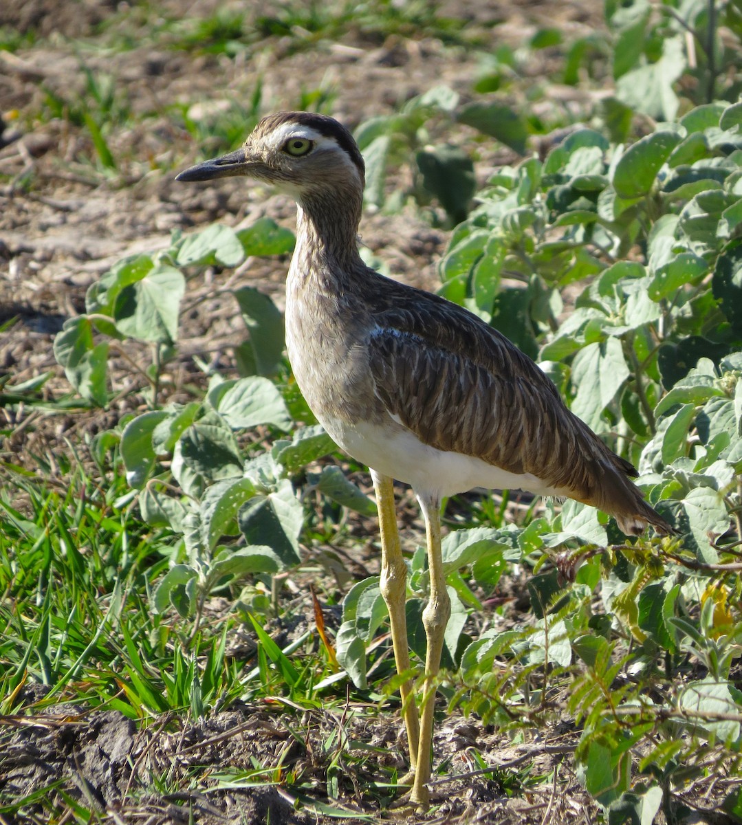 Double-striped Thick-knee - ML618326256