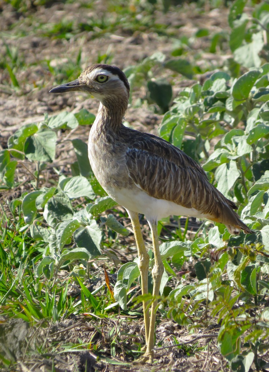 Double-striped Thick-knee - ML618326257