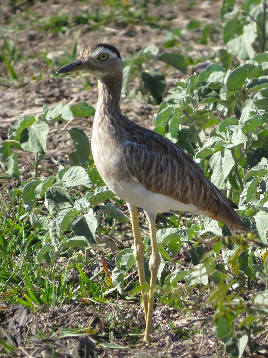 Double-striped Thick-knee - ML618326258