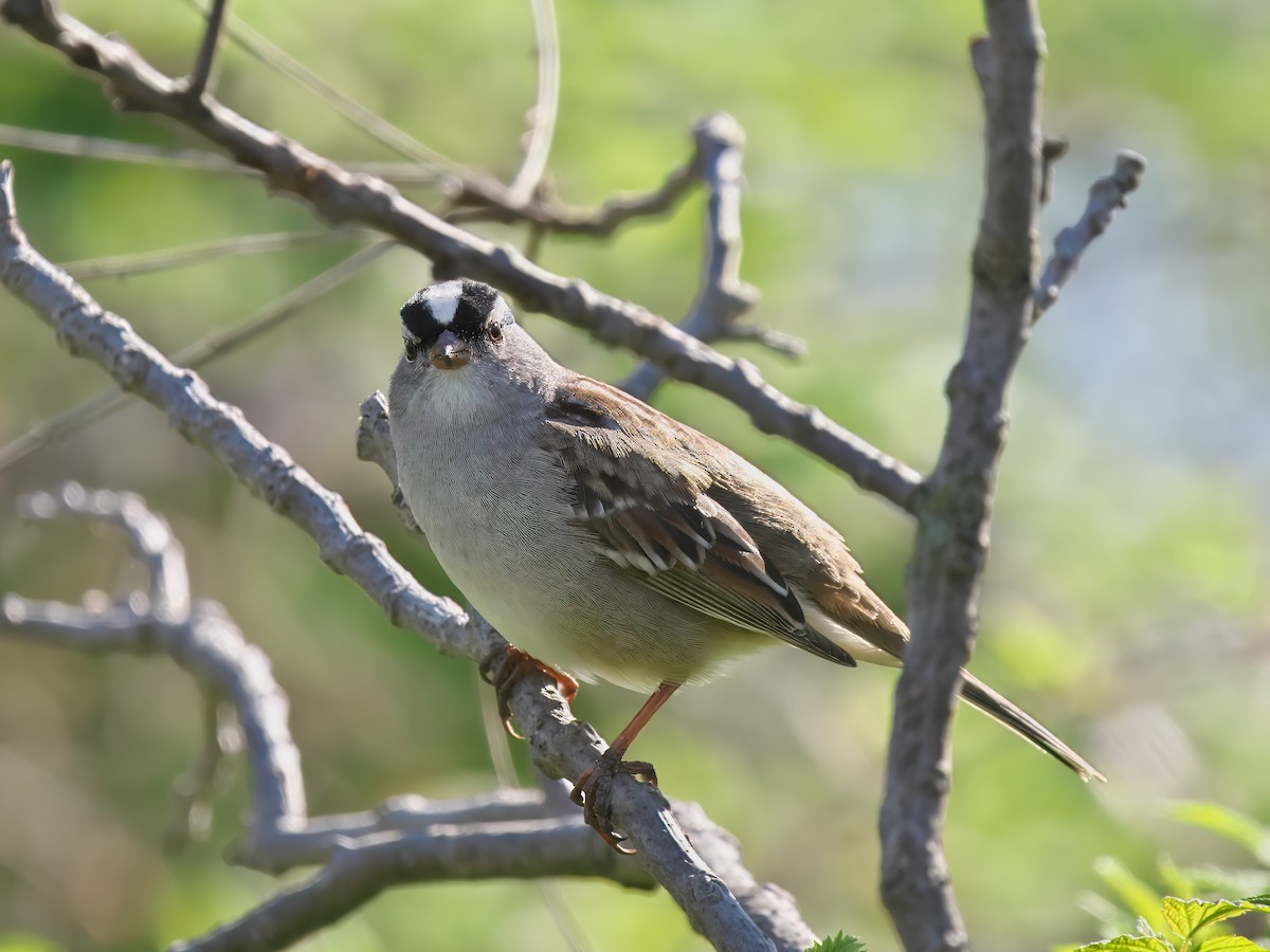 White-crowned Sparrow - ML618326262