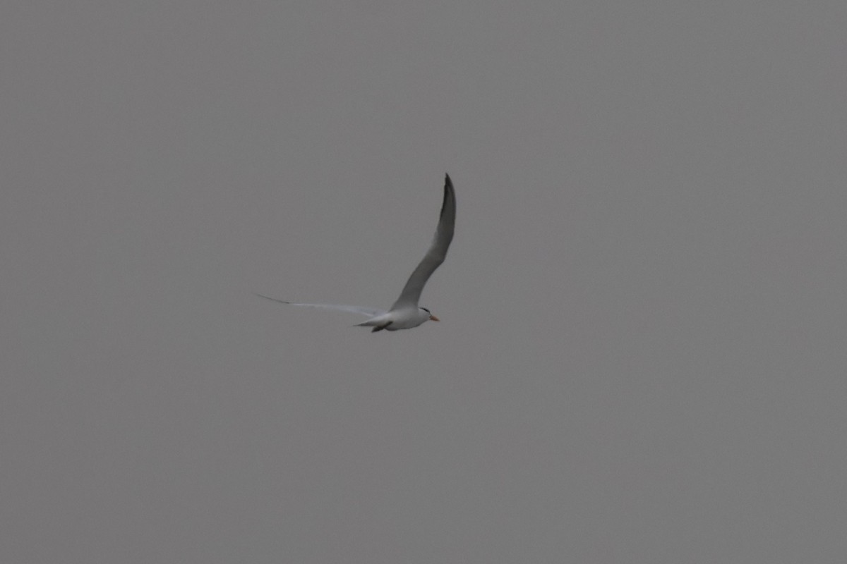 West African Crested Tern - ML618326284