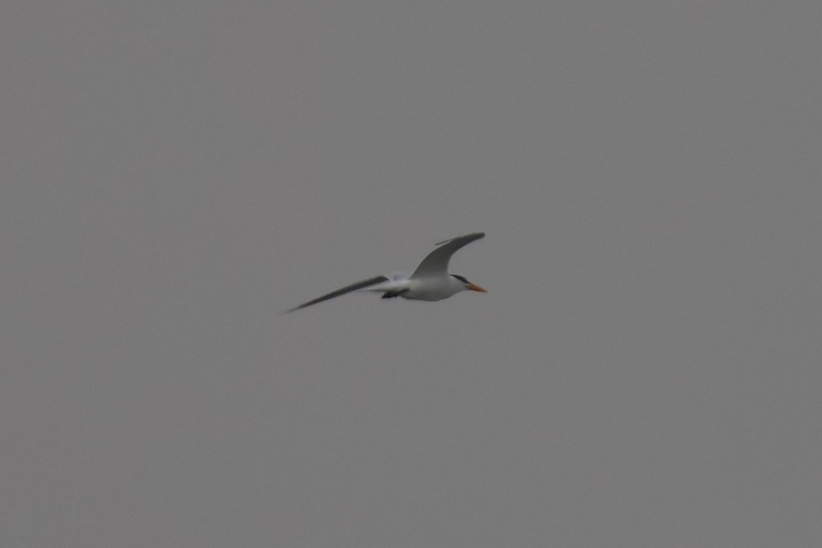 West African Crested Tern - ML618326288