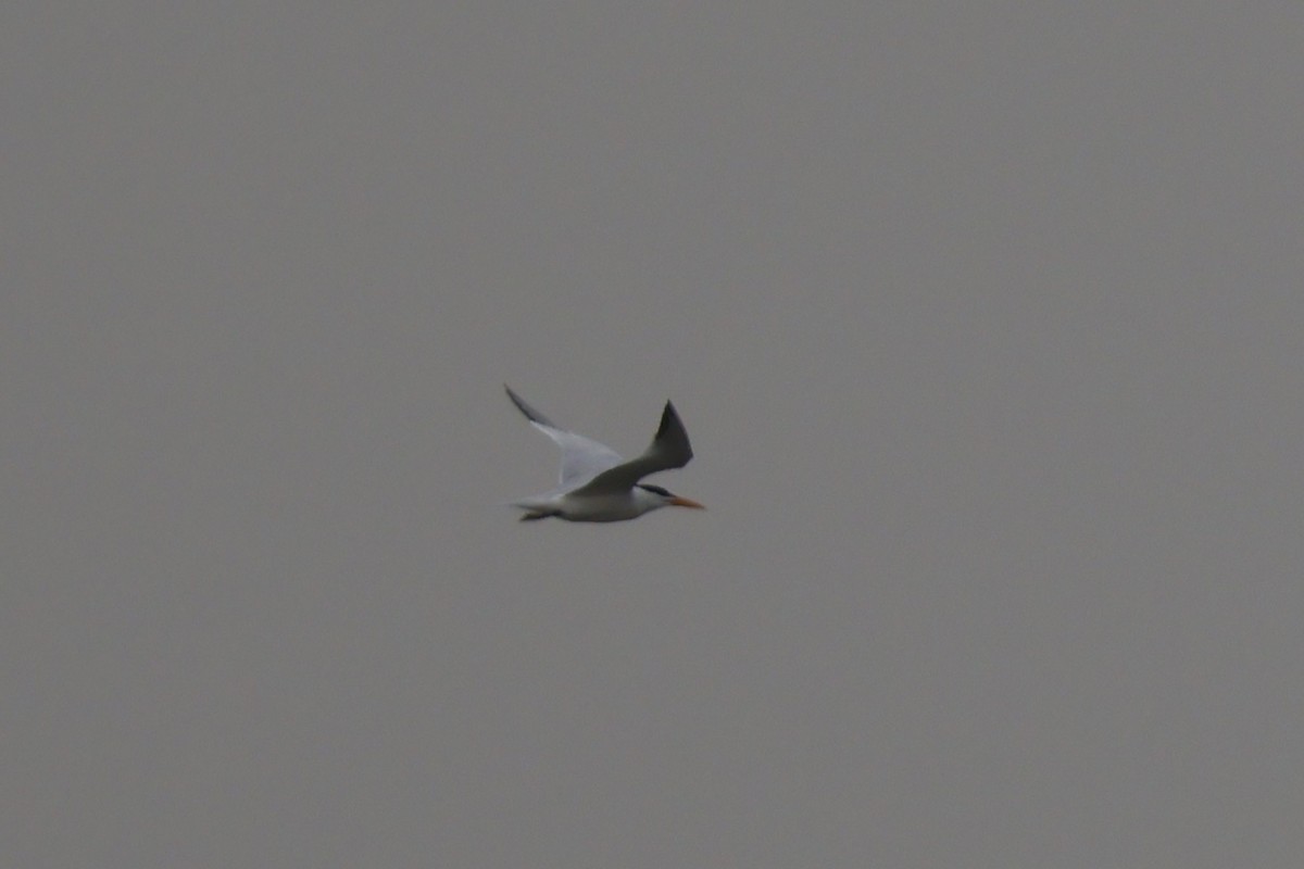 West African Crested Tern - ML618326289