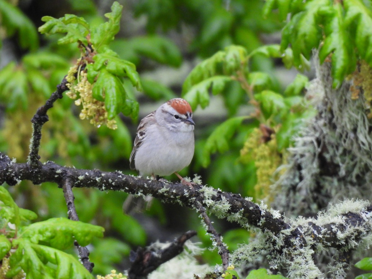 Chipping Sparrow - ML618326296