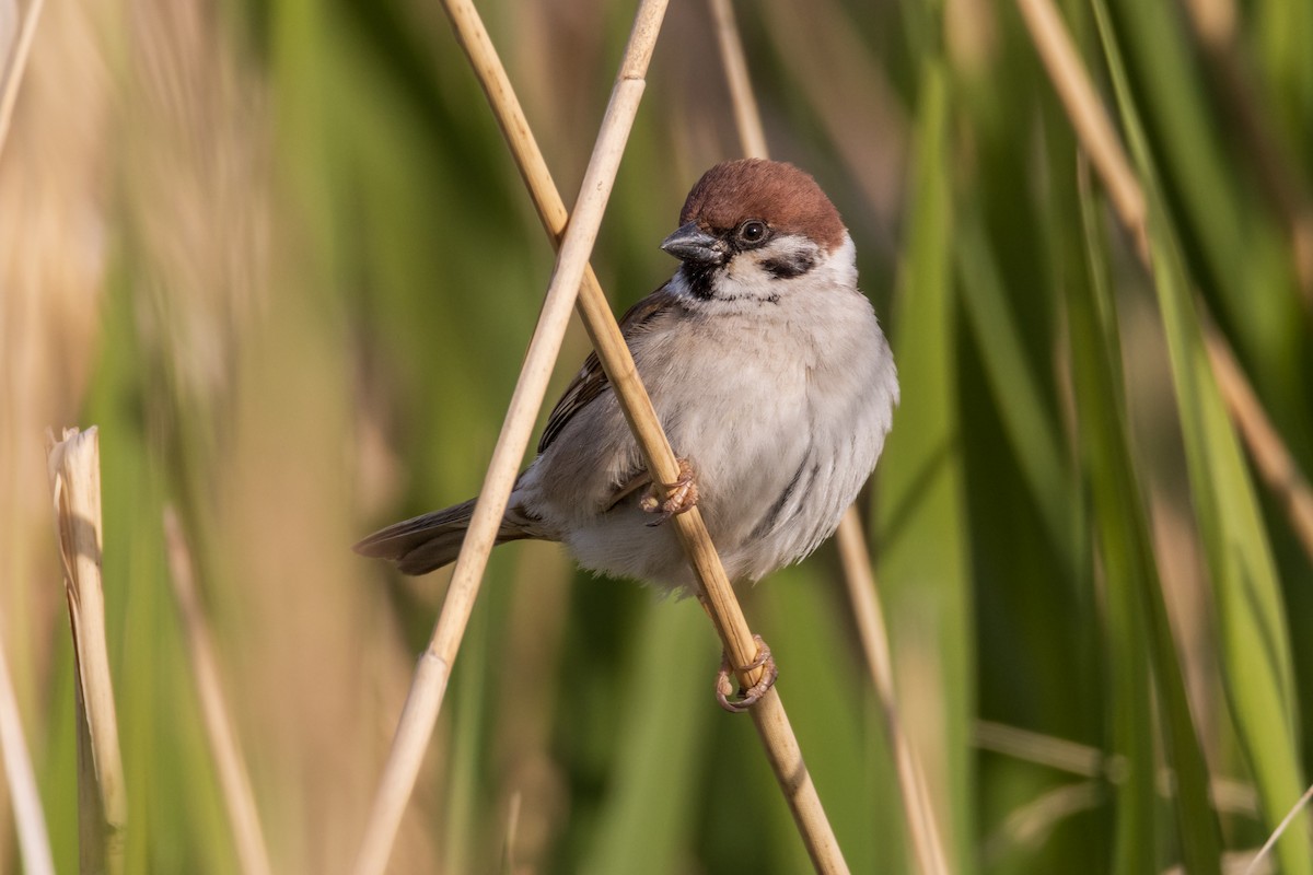 Eurasian Tree Sparrow - Michal Bagala