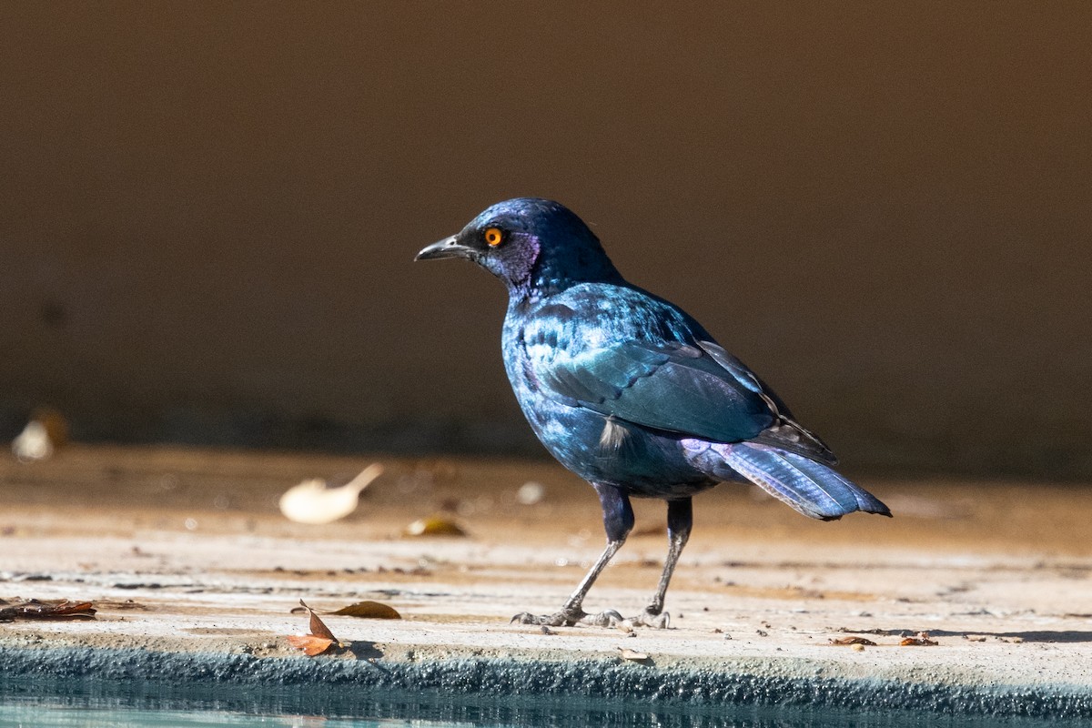 Greater Blue-eared Starling - ML618326334