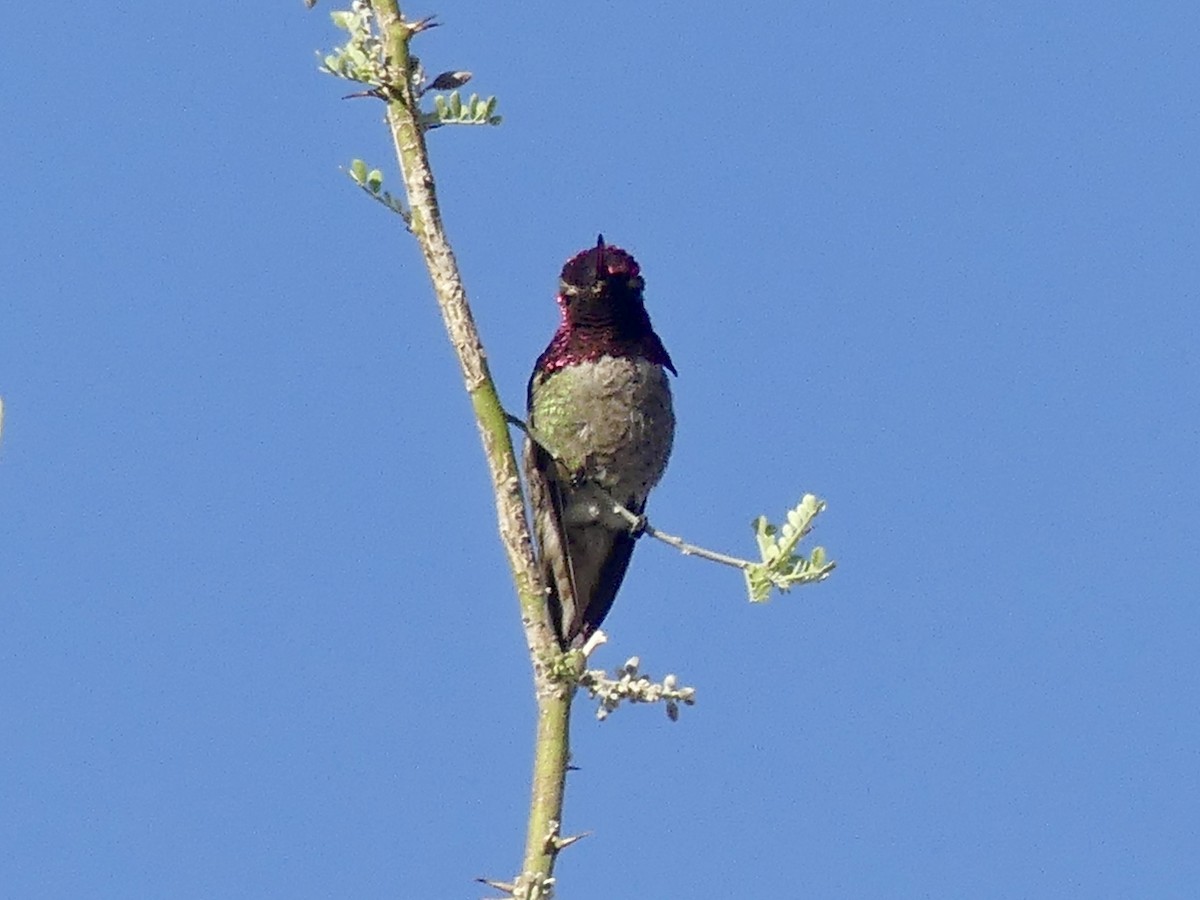 Anna's Hummingbird - ML618326402