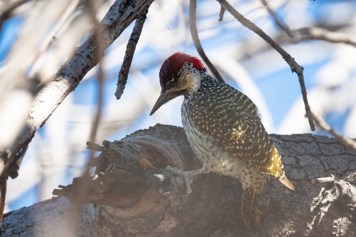 Golden-tailed Woodpecker - Ross Bartholomew