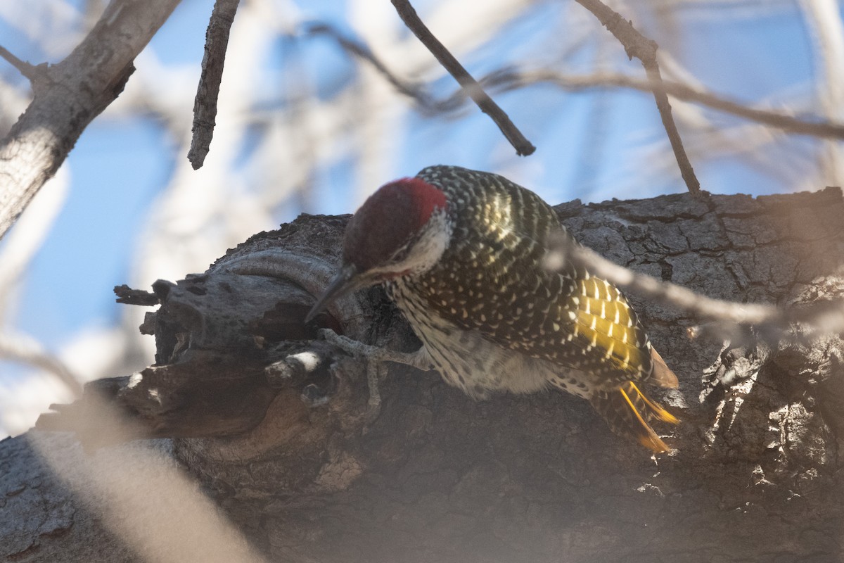 Golden-tailed Woodpecker - ML618326408