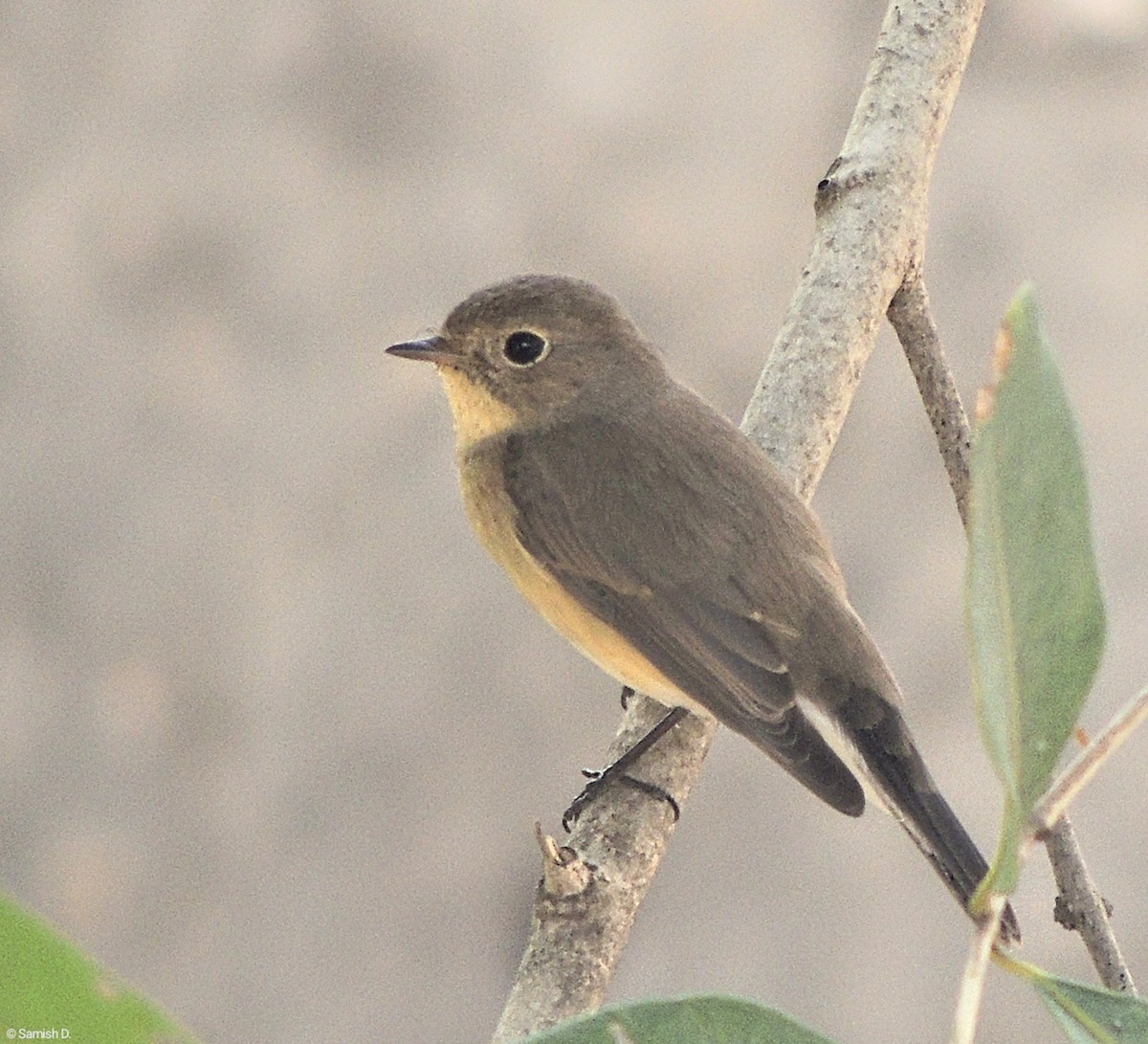 Red-breasted Flycatcher - Samish Dhongle