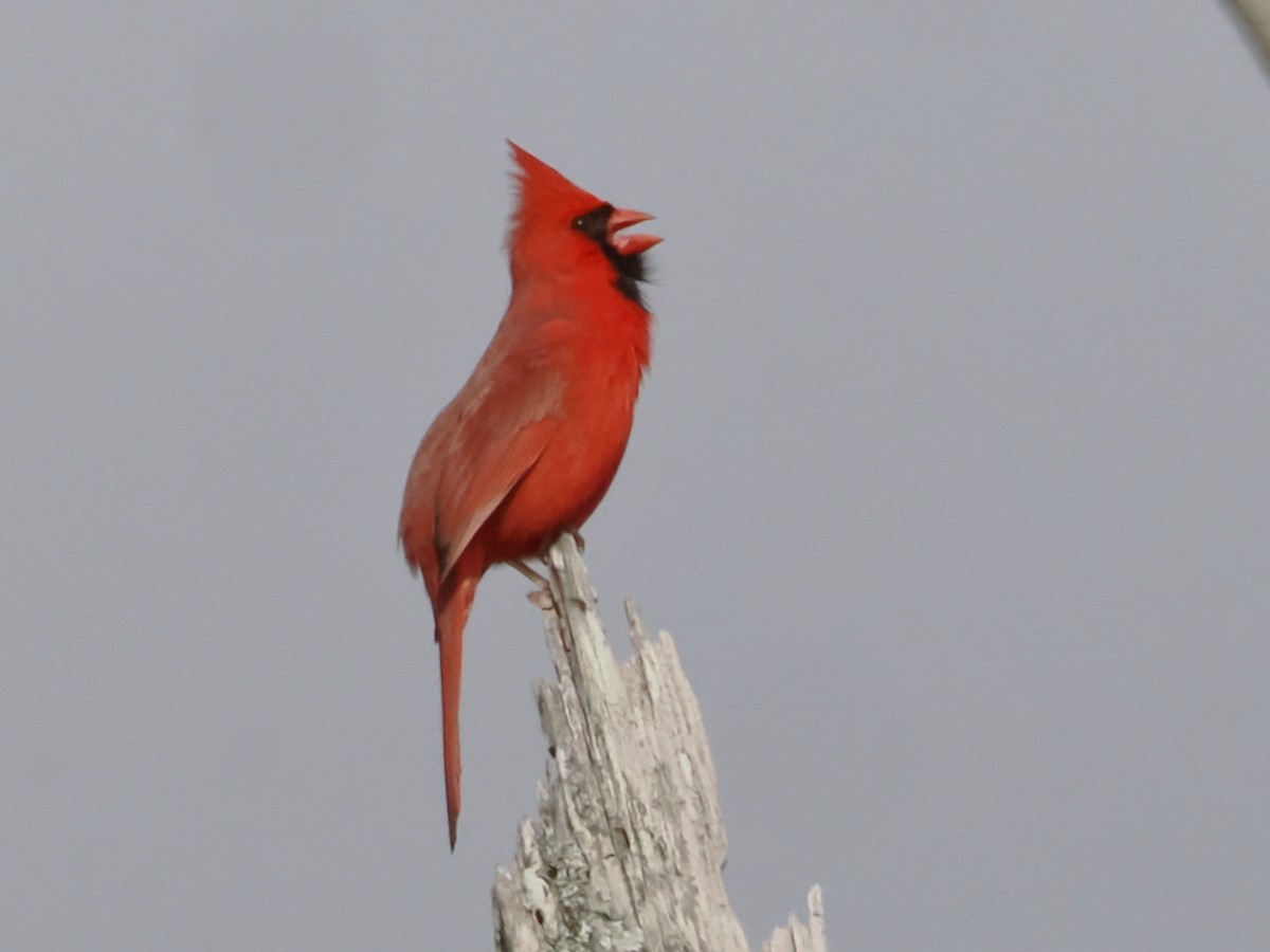 Northern Cardinal - John Felton