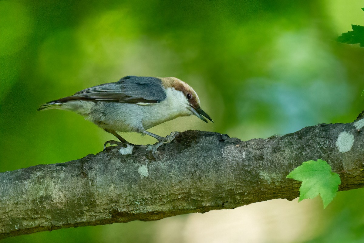 Brown-headed Nuthatch - ML618326439