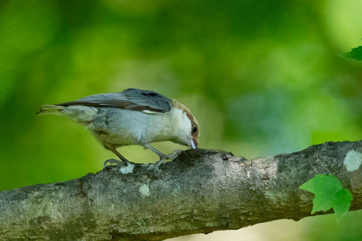 Brown-headed Nuthatch - ML618326440