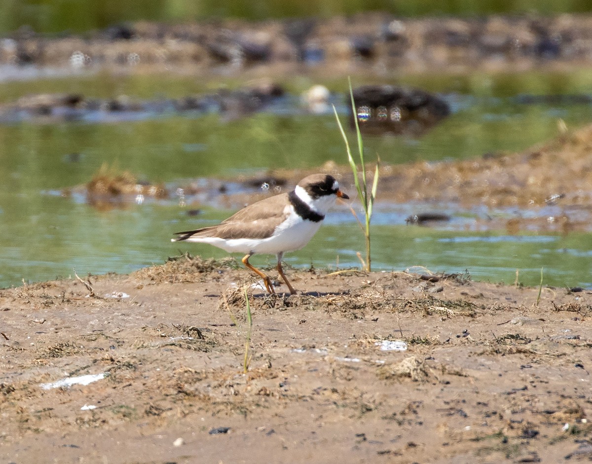 Semipalmated Plover - ML618326460