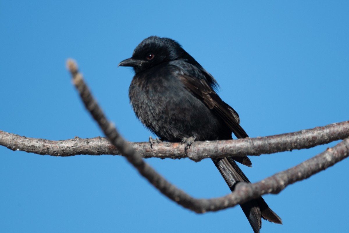 Fork-tailed Drongo - ML618326465