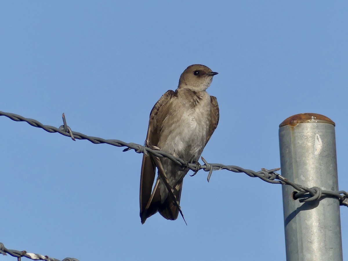 Northern Rough-winged Swallow - ML618326470