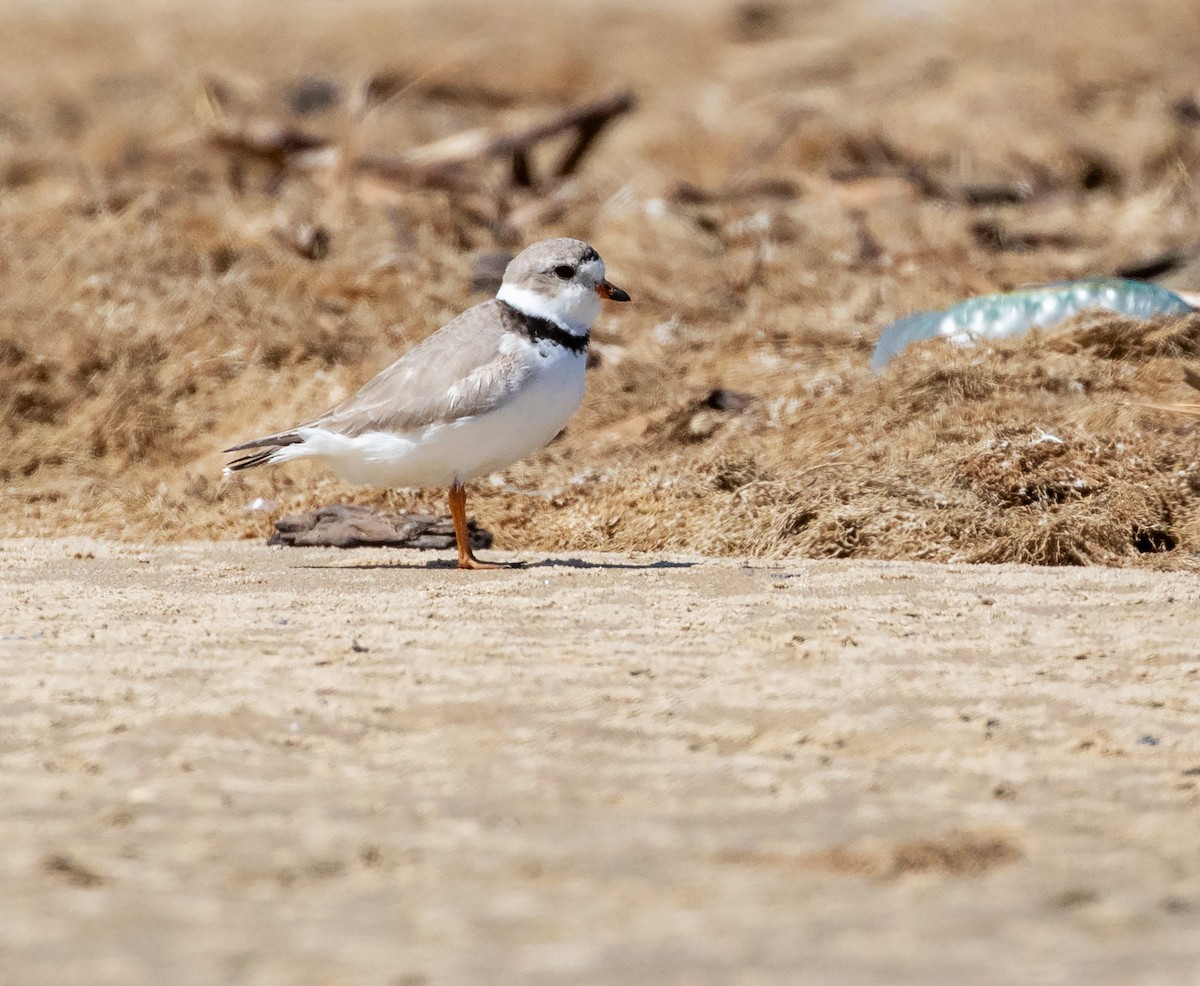Piping Plover - ML618326474