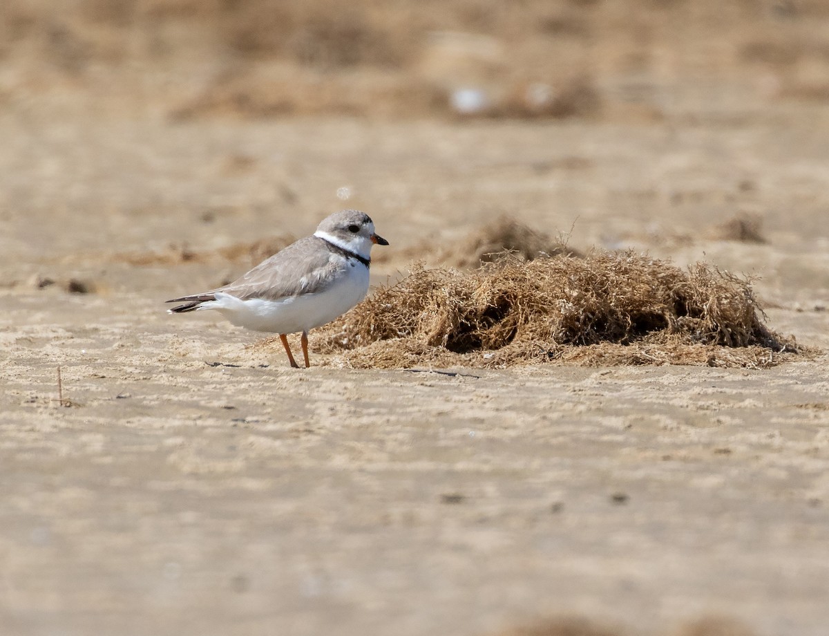 Piping Plover - ML618326480
