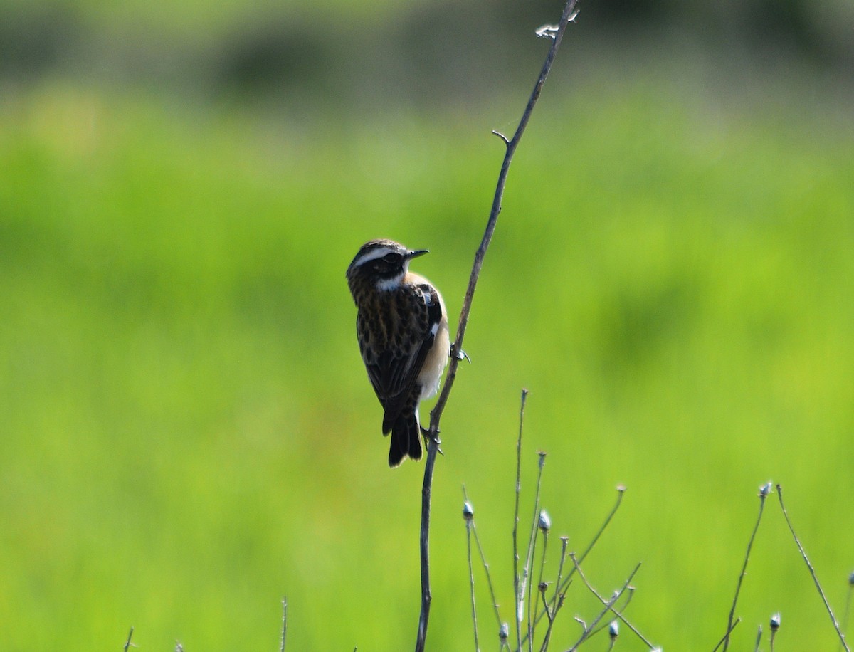 Whinchat - ML618326484