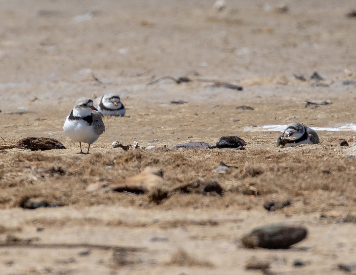 Piping Plover - ML618326496