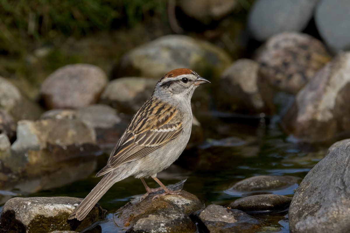 Chipping Sparrow - Ric mcarthur